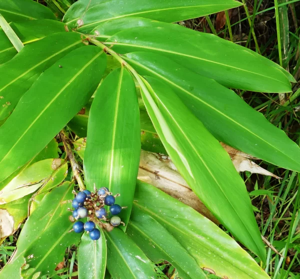 Alpinia caerulea, wild ginger, Eungella NP, Qld, purple