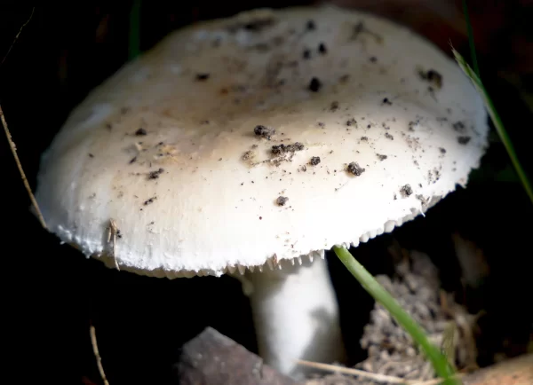 Amanita phalloides, deathcap, Penambol CP, SA, white, fungi