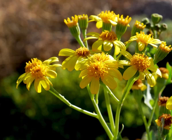 Apowollastonia stirlingii, sunflower daisy, Painted desert, Oodnadatta, SA, yellow