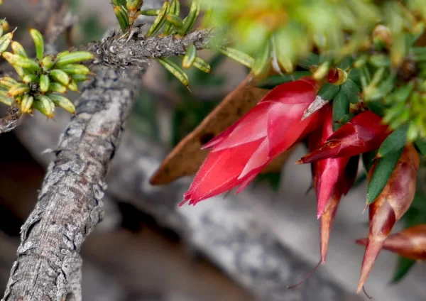Astroloma conostephioides, flame heath, Seal Bay, Kangaroo Island, SA, red