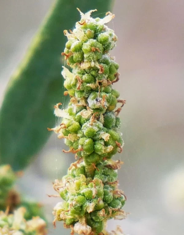 Atriplex stipitata, bitter saltbush, Katarapko, Murray River NP, SA, grey, green