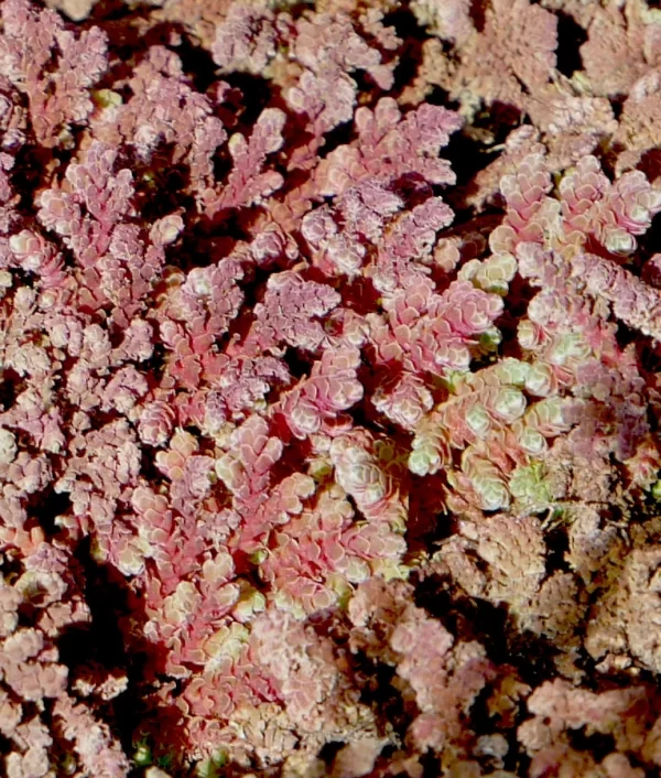 Azolla filiculoides, pacific azolla, Katarapko, Murray River NP, SA, pink, green