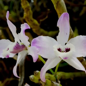 Dendrobium nobile, noble dendrobium, Julatten, Qld, purple, white