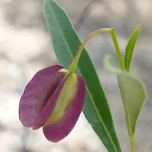 Dodonaea triquetra, common hop bush, Riverview Nature Reserve, Elliott Heads, Qld, purple