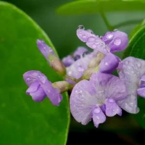 Glycine tabacina, glycine pea, D'Aguila NP, Qld, purple