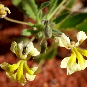 Goodenia cycloptera, serrated goodenia, Mt Dare Road, Oodnadatta, SA, yellow