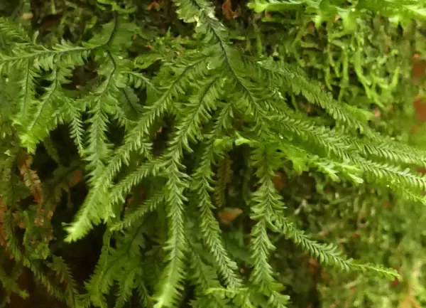 Hypnodendron vitiense subsp. australe, Umbrella moss, Paluma NP, Qld, Moss, green
