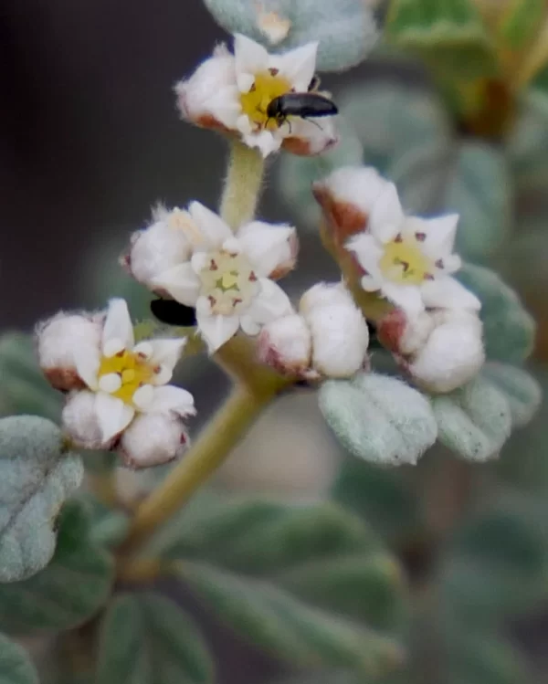 Spyridium parvifolium,  dusty miller, Mt  Remarkable NP, SA,  white