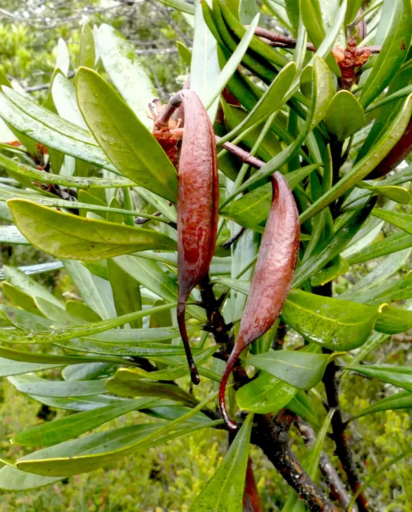 Telopea truncata, Tasmanian waratah, Lake Fenton, TAS, red