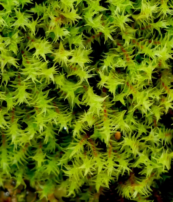 Triquetrella papillata, Mt Remarkable NP, SA, green, moss