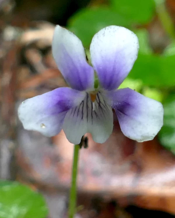 Viola hederacea, native violet, Girraween NP, Qld, purple
