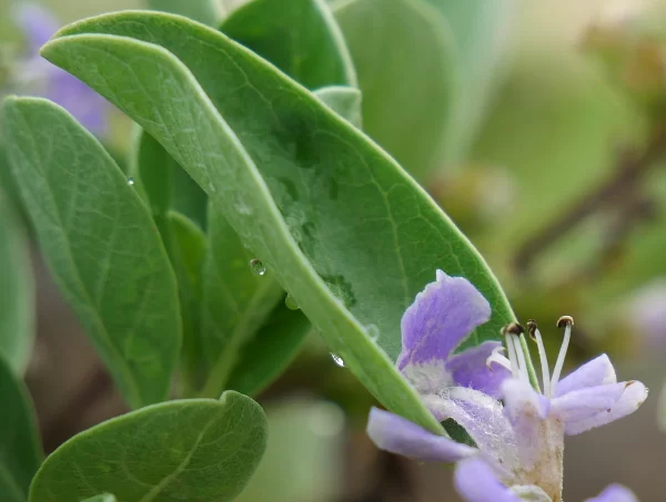 Vitex rotundifolia, Beach vitex, Karumba, Qld, purple