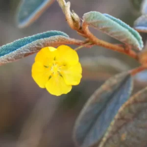 Abutilon halophilukm, Gibber lantern bush, Ellery Creek, NT, yellow