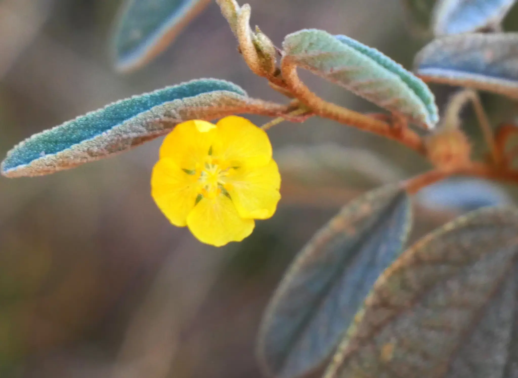 Abutilon halophilukm, Gibber lantern bush, Ellery Creek, NT, yellow