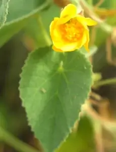 Abutilon leucophetalum, Desert lantern bush, Kathleen Springs, NT, yellow 1 