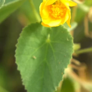 Abutilon leucophetalum, Desert lantern bush, Kathleen Springs, NT, yellow 1