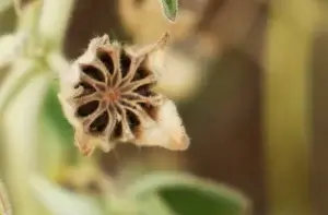 Abutilon leucophetalum, Desert lantern bush, Kathleen Springs, NT