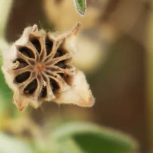 Abutilon leucophetalum, Desert lantern bush, Kathleen Springs, NT