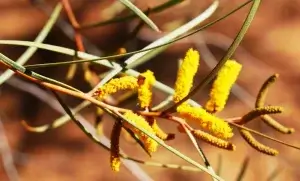  Acacia Ammobia, Mt Conner Wattle, Olive Pink gardens, NT, yellow