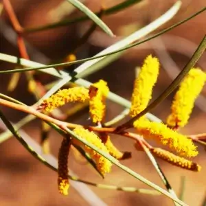 Acacia Ammobia, Mt Conner Wattle, Olive Pink gardens, NT, yellow