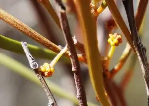 Acacia Latzii, Latz's wattle, Olive Pink gardens, NT, yellow