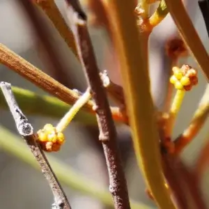 Acacia Latzii, Latz's wattle, Olive Pink gardens, NT, yellow