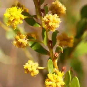 Acacia Monticola, hill turpentine, Karlu Karlu, NT, yellow