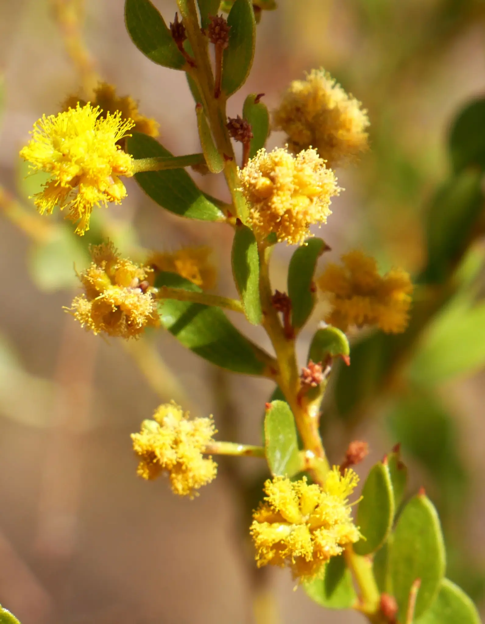 Acacia Monticola, hill turpentine, Karlu Karlu, NT, yellow