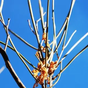 Acacia Ramulosa, Horse Mulga, Olive Pink gardens, NT, yellow