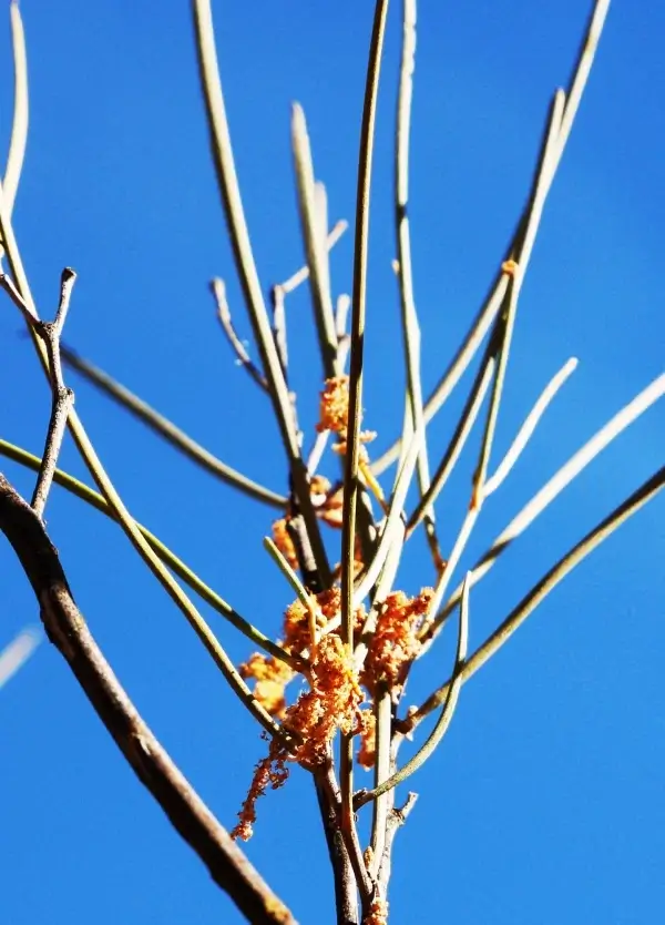 Acacia Ramulosa, Horse Mulga, Olive Pink gardens, NT, yellow