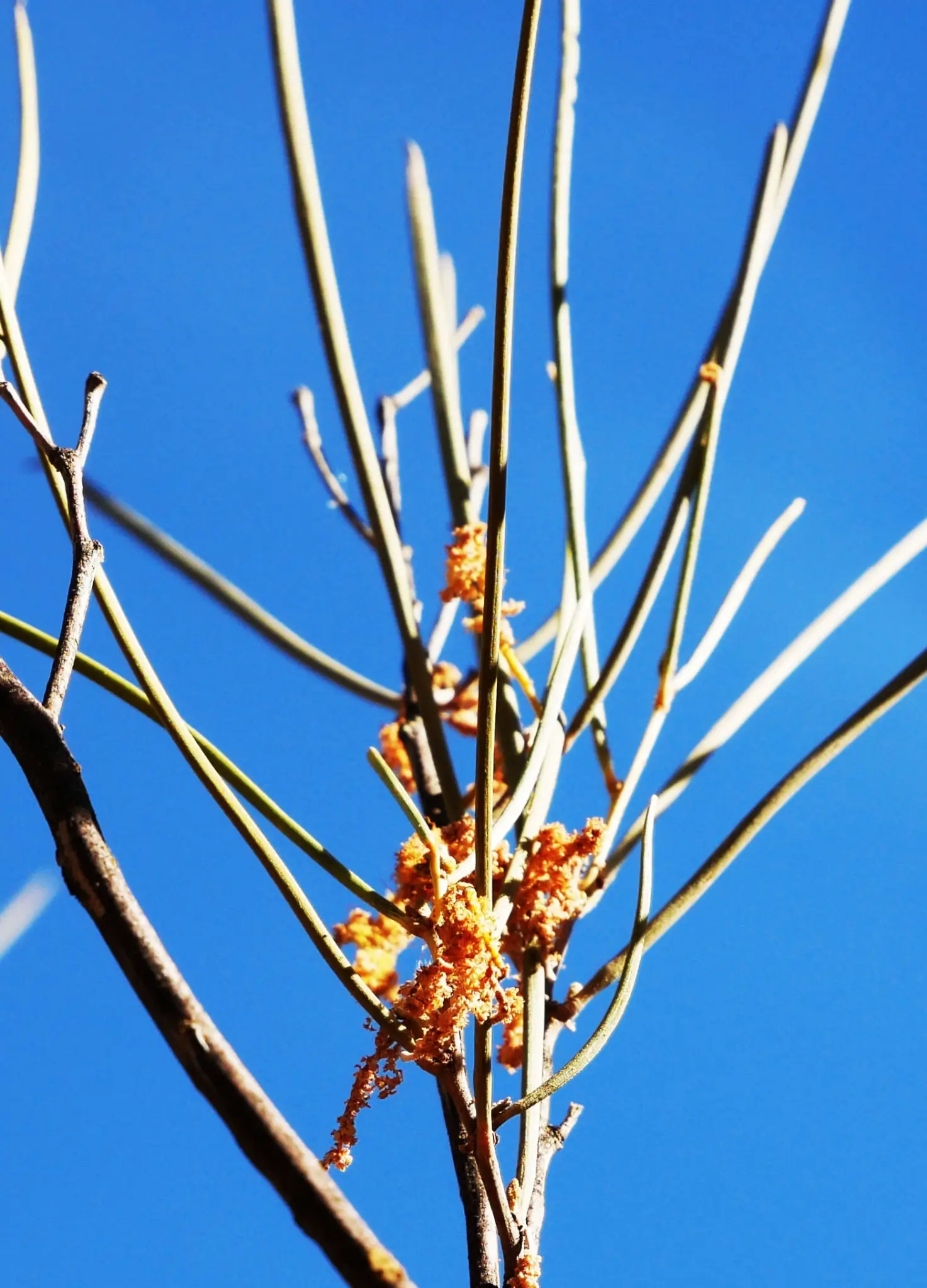 Acacia Ramulosa, Horse Mulga, Olive Pink gardens, NT, yellow