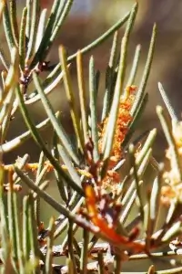 Acacia Stenophylla, River cooba, Olive Pink gardens, NT, yellow