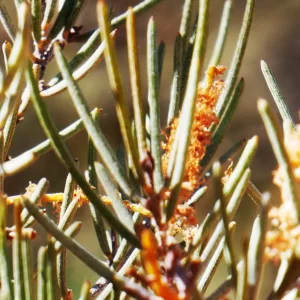 Acacia Stenophylla, River cooba, Olive Pink gardens, NT, yellow