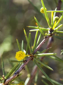  Acacia Tetragonophylla, Dead finish, Olive Pink gardens, NT, yellow