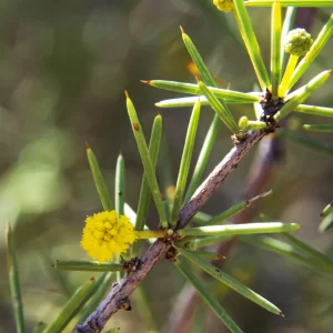 Acacia Tetragonophylla, Dead finish, Olive Pink gardens, NT, yellow