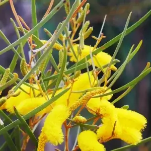 Acacia aneura, mulga, Kings Canyon, NT, yellow