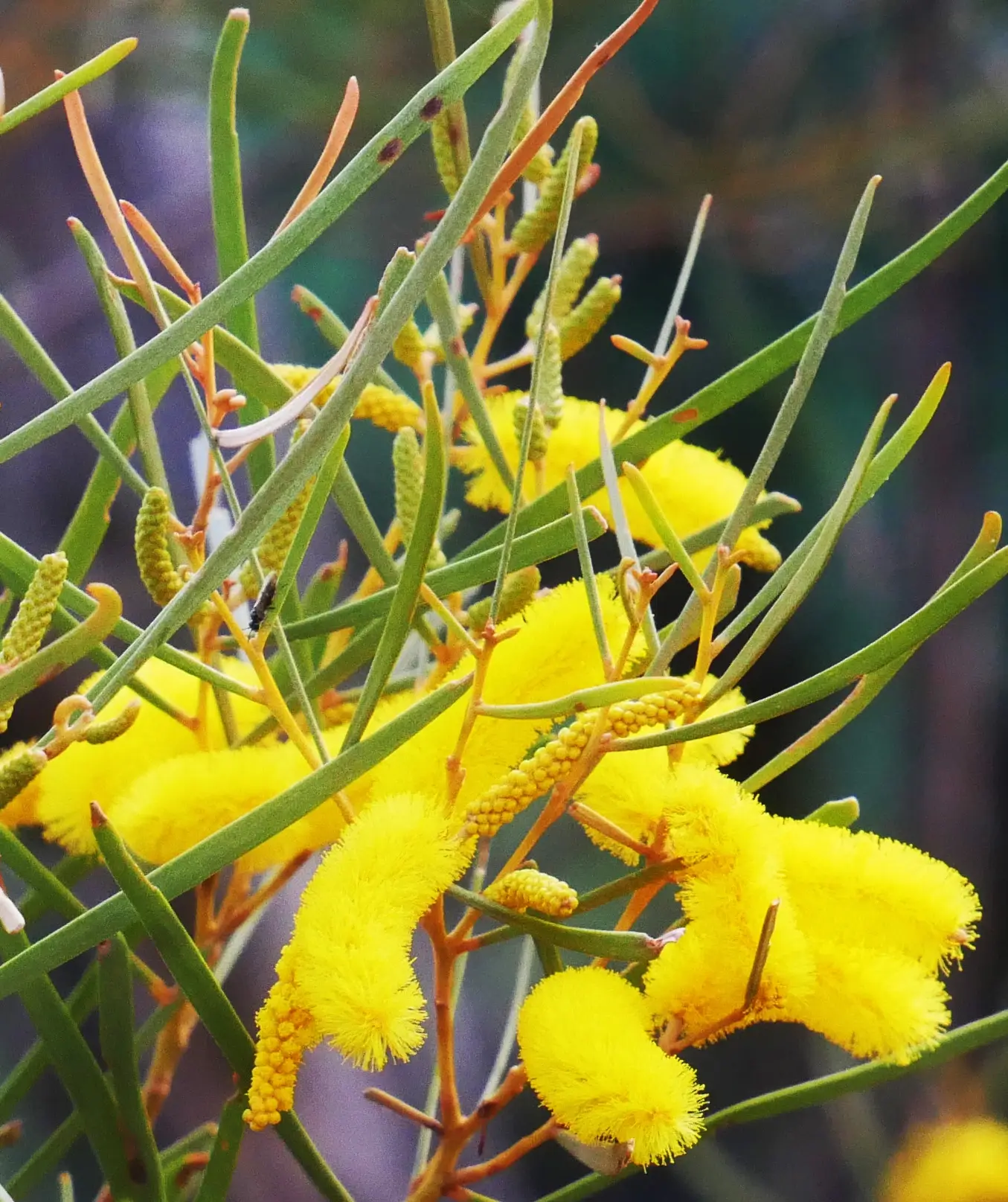 Acacia aneura, mulga, Kings Canyon, NT, yellow