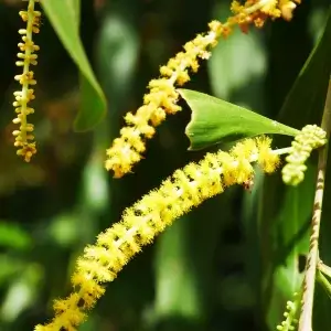 Acacia auriculiformis, earleaf acacia, Corroboree Park, NT, yellow