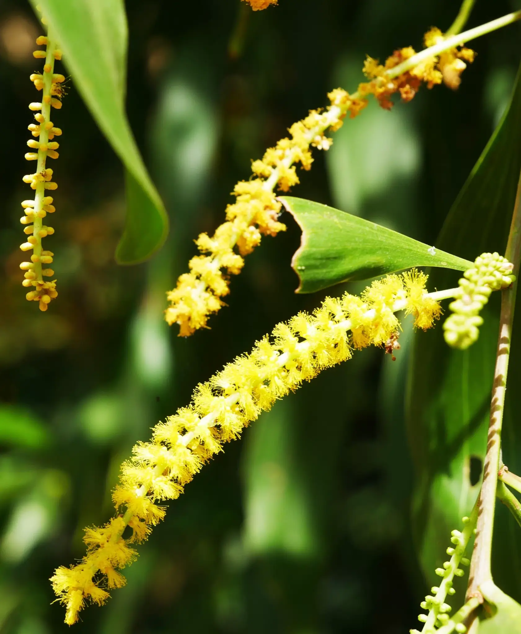 Acacia auriculiformis, earleaf acacia, Corroboree Park, NT, yellow