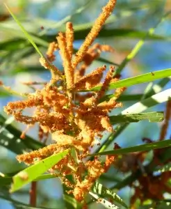  Acacia cuthbertsonii, Silver witchetty, Mamukala wetlands, NT, yellow