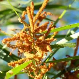 Acacia cuthbertsonii, Silver witchetty, Mamukala wetlands, NT, yellow