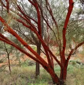  Acacia cyperophylla, Minni Richi/red mulga, Alice Springs Desert Park, NT, yellow 1