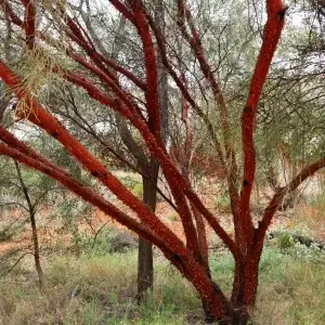 Acacia cyperophylla, Minni Richi/red mulga, Alice Springs Desert Park, NT, yellow 1