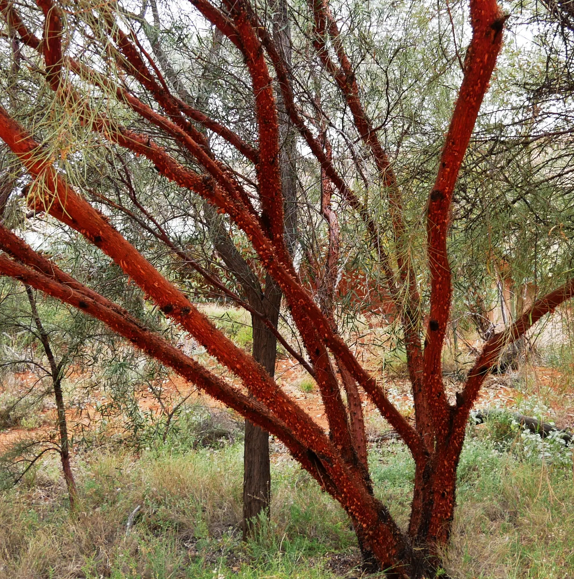 Acacia cyperophylla, Minni Richi/red mulga, Alice Springs Desert Park, NT, yellow 1