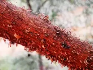  Acacia cyperophylla, Minni Richi/red mulga, Alice Springs Desert Park, NT, yellow