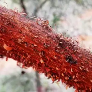 Acacia cyperophylla, Minni Richi/red mulga, Alice Springs Desert Park, NT, yellow