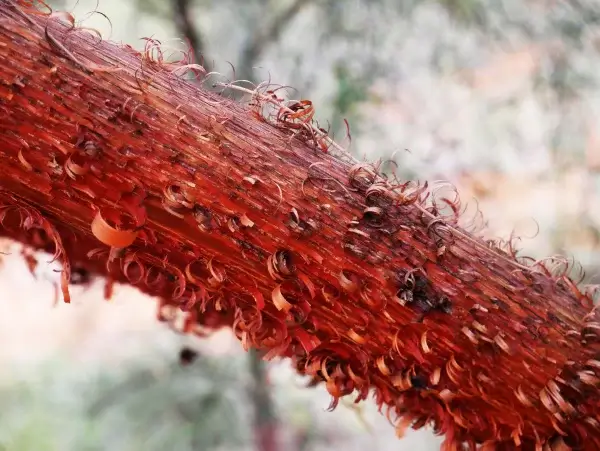 Acacia cyperophylla, Minni Richi/red mulga, Alice Springs Desert Park, NT, yellow