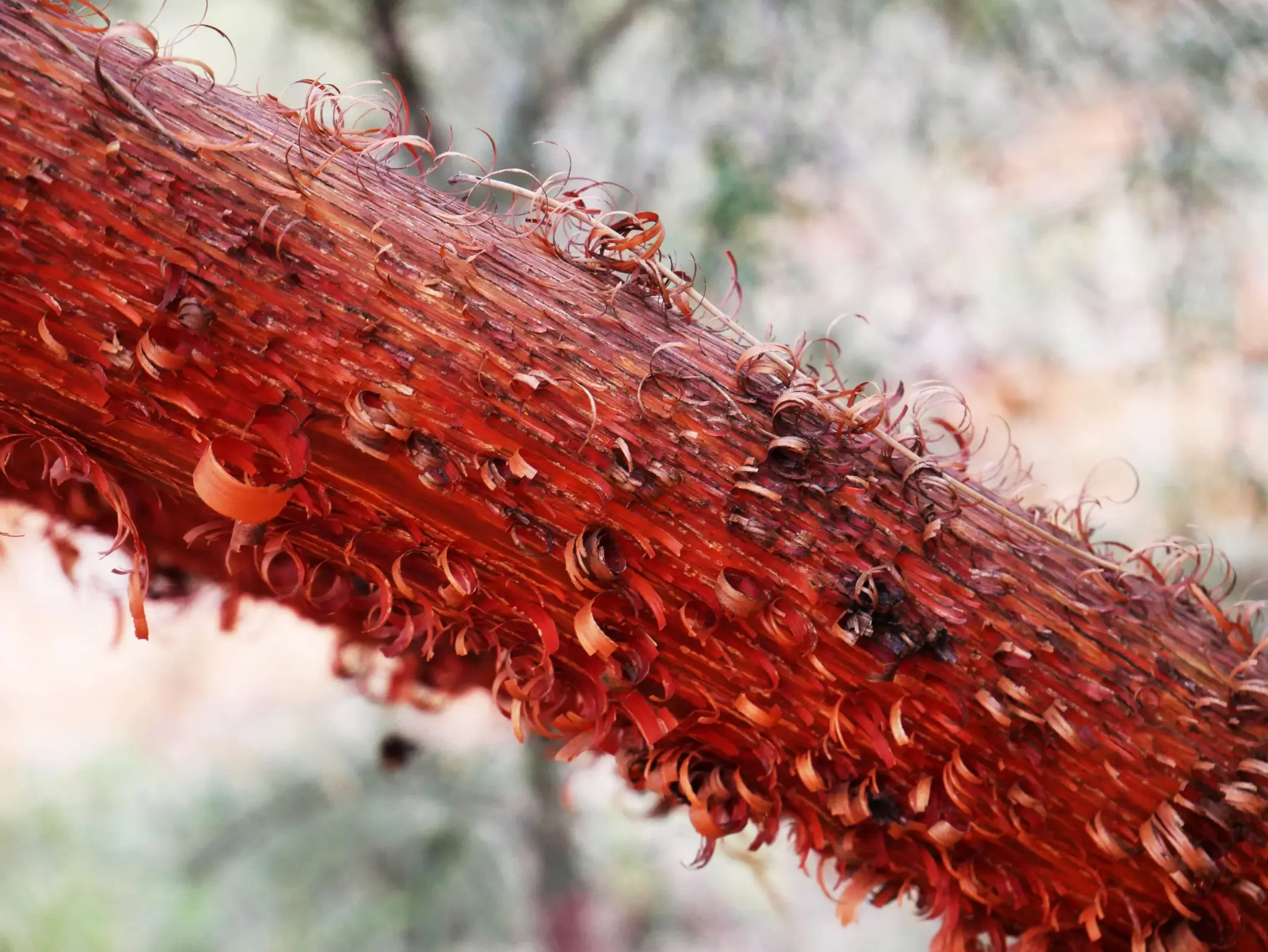 Acacia cyperophylla, Minni Richi/red mulga, Alice Springs Desert Park, NT, yellow