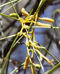  Acacia desmondii, Des Nelson Wattle, Olive Pink gardens, NT, yellow