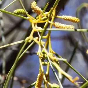 Acacia desmondii, Des Nelson Wattle, Olive Pink gardens, NT, yellow